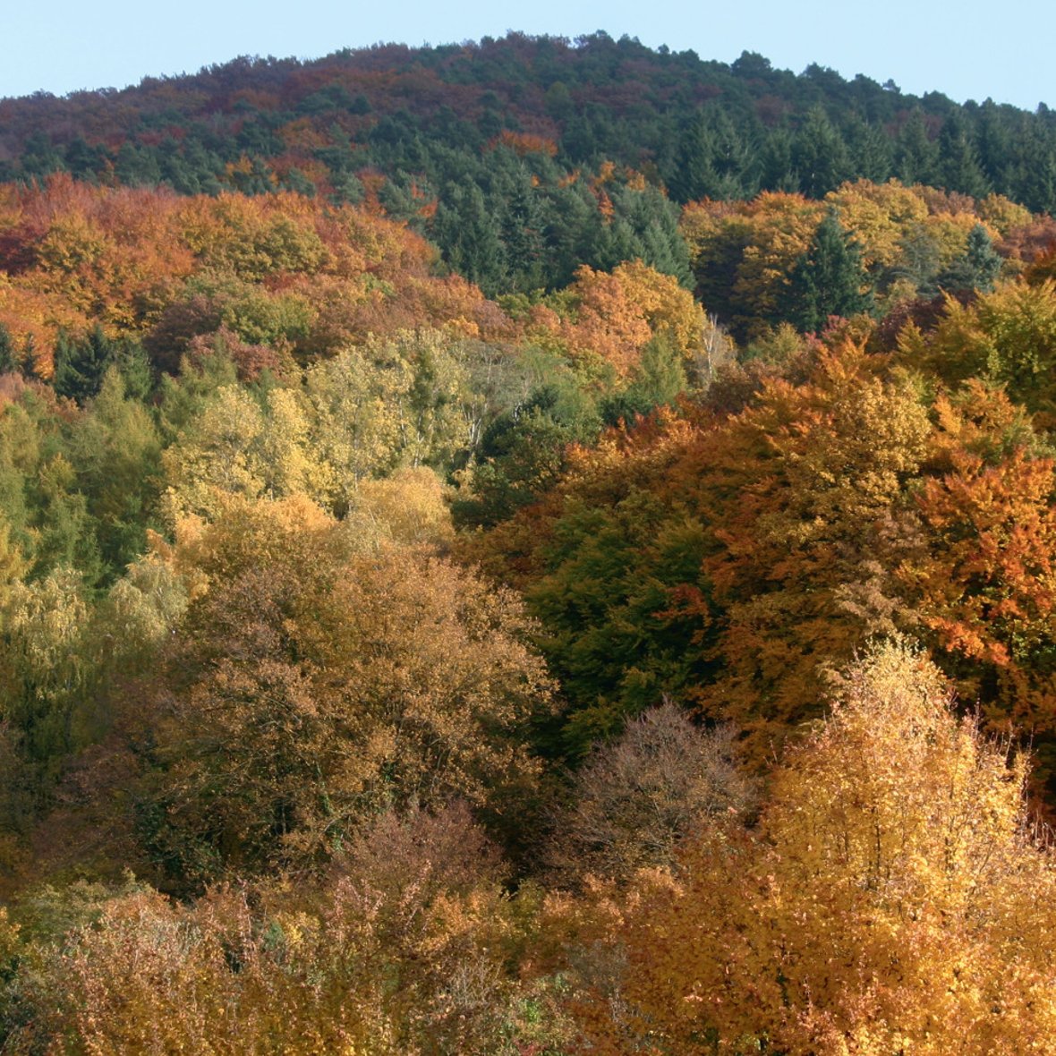 „ Indian Summer“ im unteren Ahrtal bei  Bad Neuenahr-Ahrweiler / Foto: Matthias Röcke, Sinzig
