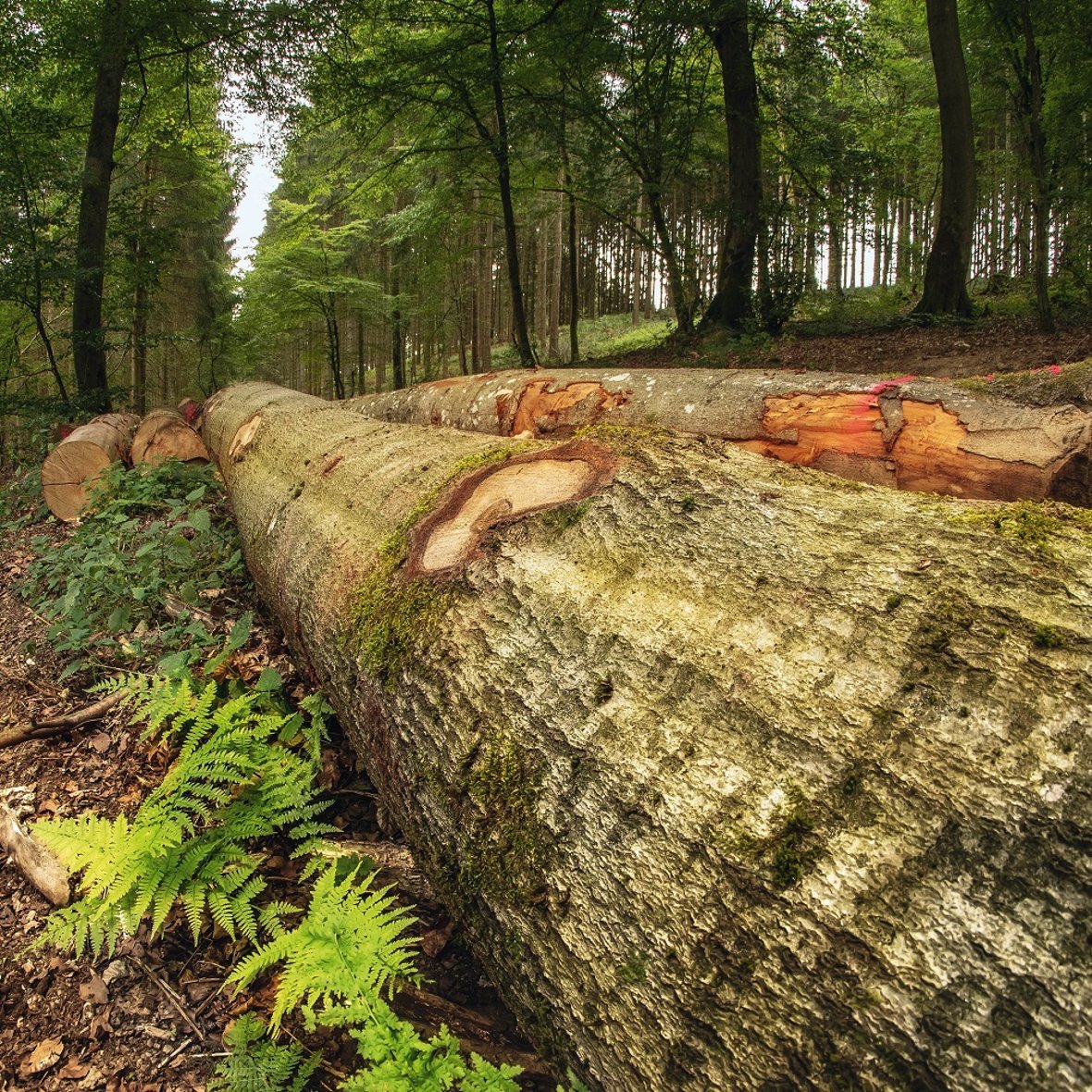 Ein Buchenpolter – zum Abtransport bereit. Das Bild wurde in Pützborn bei Daun aufgenommen. Foto: Richard Hansen, Kötterichen