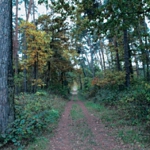 Wanderwege, eine intensive Nutzung als Erholungswald, dichter Brombeerbewuchs ermöglichen einen sicheren Einstand, gute Deckung und ausreichende Äsung für Schwarz- und Rehwild.