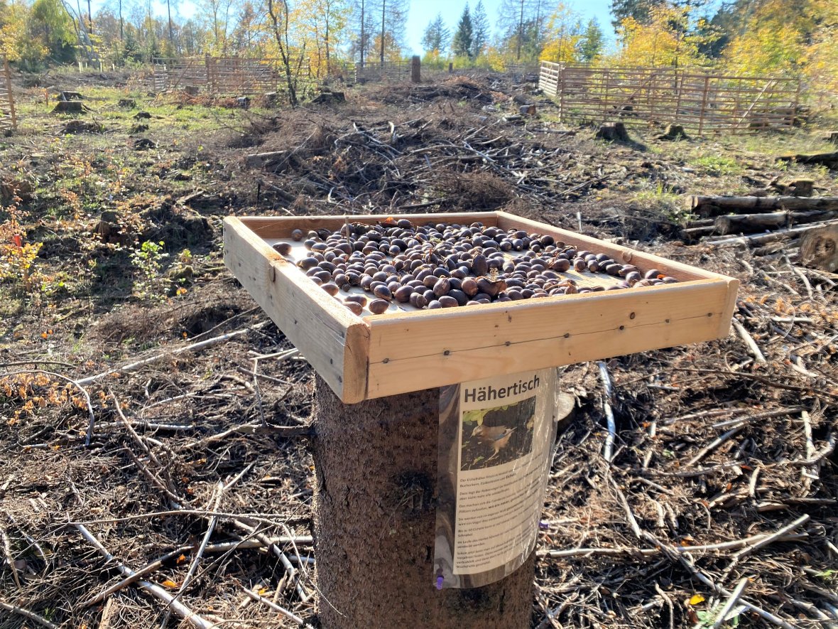 Der Tisch ist gedeckt: Eichelhäher helfen beim Austragen der Eicheln in den Wald und auf Freiflächen. Foto: Forstamt Boppard